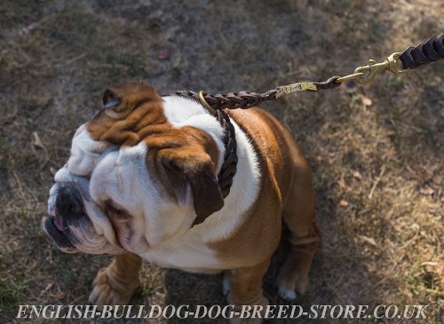 English Bulldog Collars for Sale