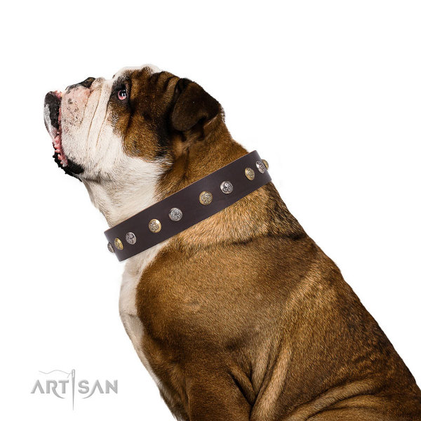 English Bulldog Collars for Sale