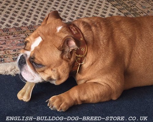 English Bulldog Collars for Sale