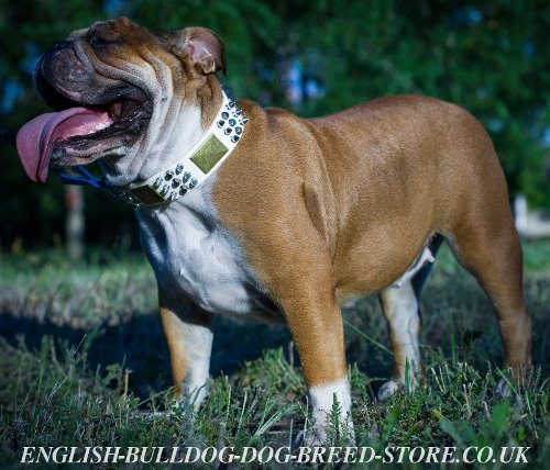 Best Dog Collar for English Bulldog