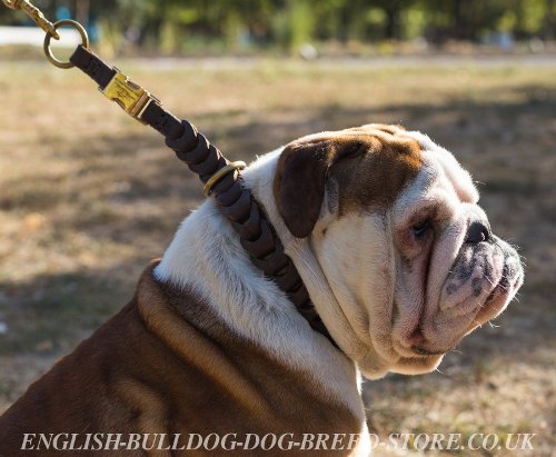 English Bulldog Collars UK