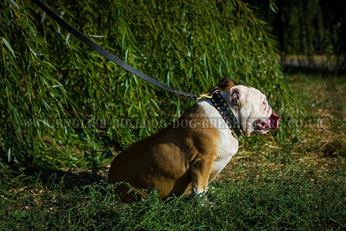 English Bulldog Collars UK