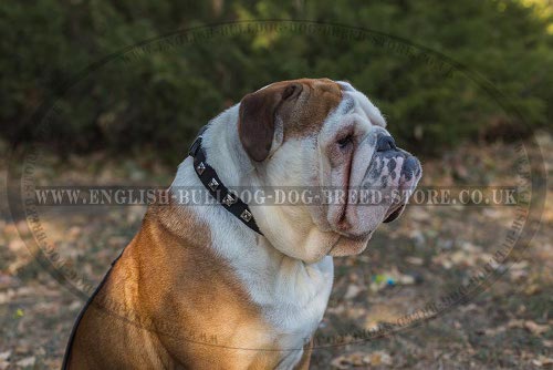 English Bulldog Collars UK