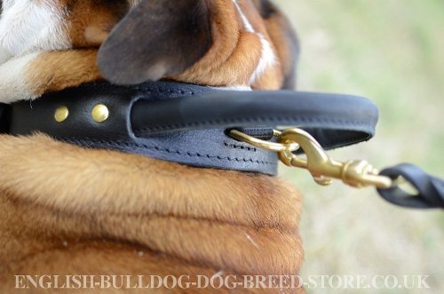 English Bulldog Collars UK