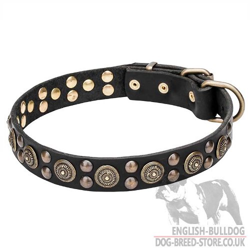 English Bulldog Dog Collar