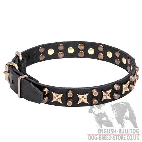 English Bulldog Dog Collar