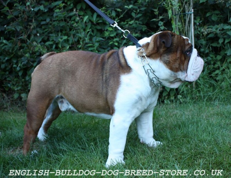 Prong Dog Collar for English Bulldog ⚜ £35.90