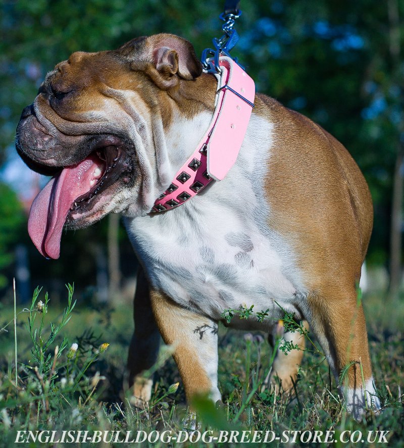 English Bulldog Girl Collar - Studded Pink Leather - £56.00