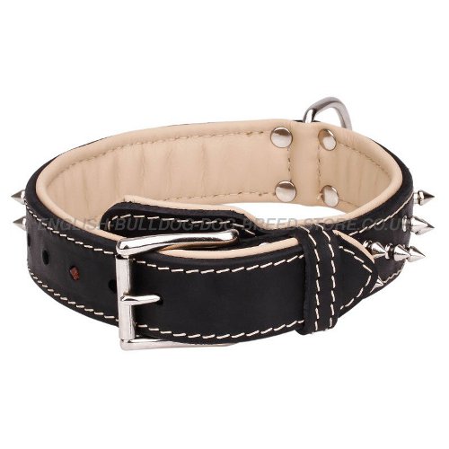 English Bulldog Collar UK