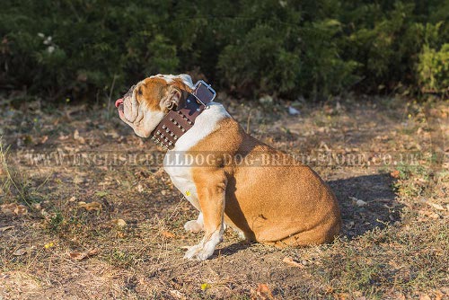 English Bulldog Leather Collar Extra Wide