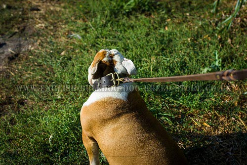 English Bulldog Collars UK