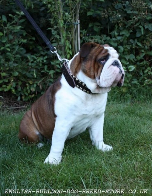 English Bulldog Collar for Sale UK