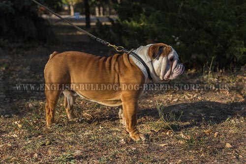 English Bulldog Collar Obedience