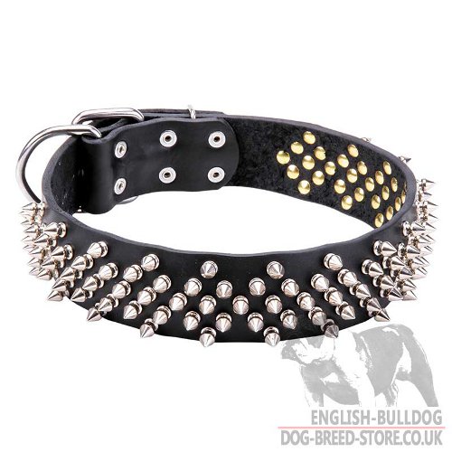 English Bulldog Spiked Collars