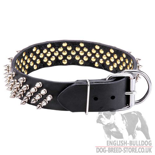 English Bulldog Spiked Collar
