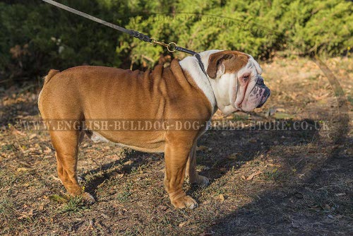 English Bulldog Training Collar