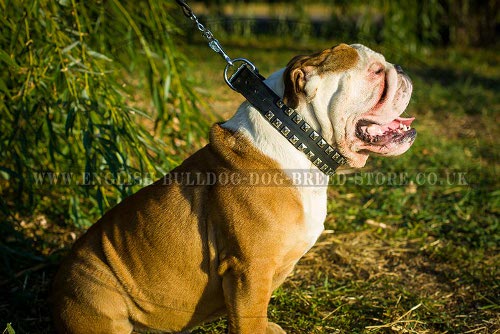 English Bulldog Leather Collar Decorated