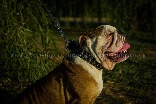 English Bulldog Leather Collar