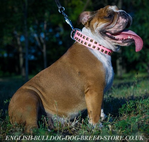 Pink Leather Collar for Female English Bulldog