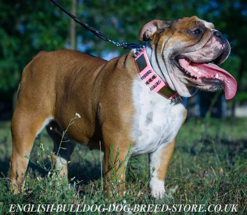 English Bulldog Girl Collar in Pink - Unique Design - £80.30 English Bulldog Girl Collar in Pink - Unique Design - £80.30