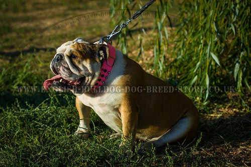 English Bulldog Breed UK