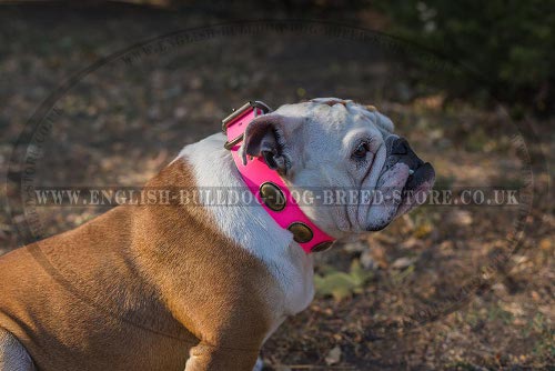 Female English Bulldog Collar UK
