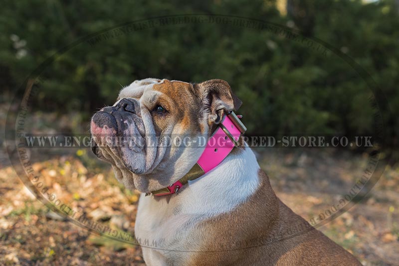 Female English Bulldog Collar in Pink Leather - £88.20 Female English Bulldog Collar in Pink Leather - £88.20