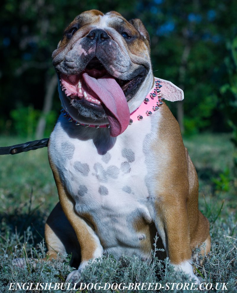 Female English Bulldog Collar of Pink Spiked Leather £48
