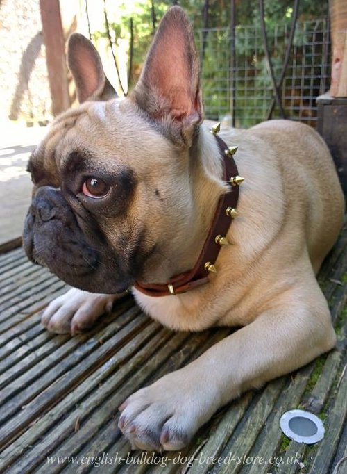 French Bulldog Collar