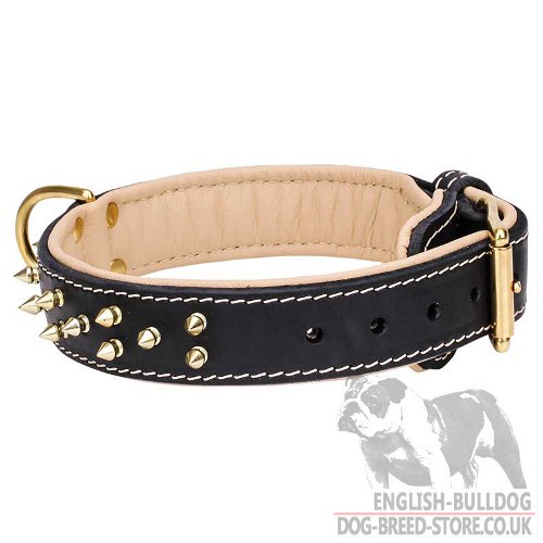 Double-Ply Leather Dog Collar for Bullmastiff