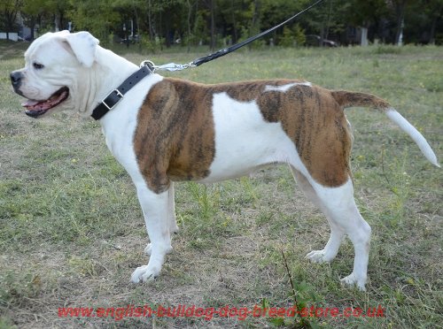 Bulldog UK Collar