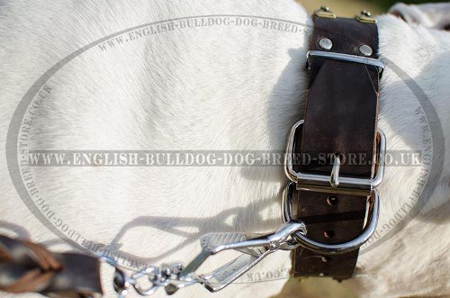 Leather Collars for American Bulldog