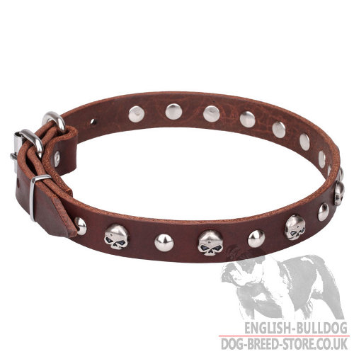 Leather Collars for English Bulldogs