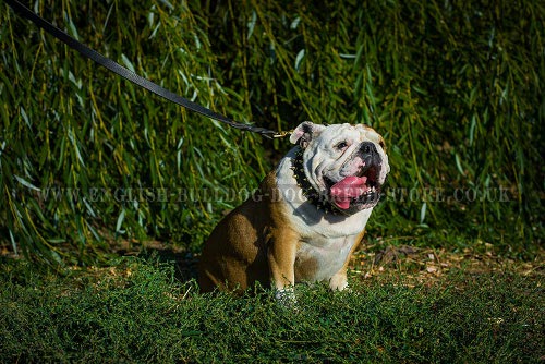 English Bulldog Collar UK