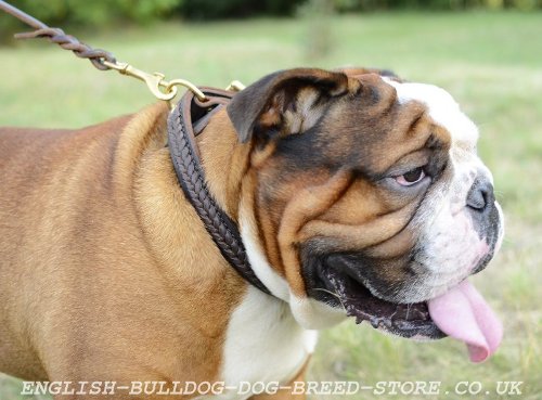 Leather Dog Collar Buy for British Bulldog