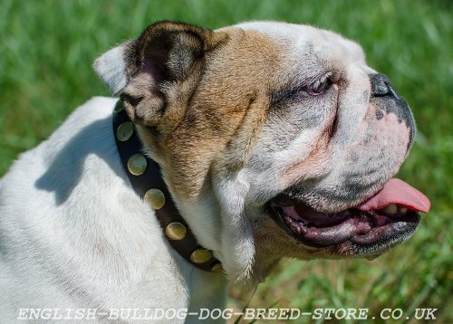 English Bulldog Collars UK