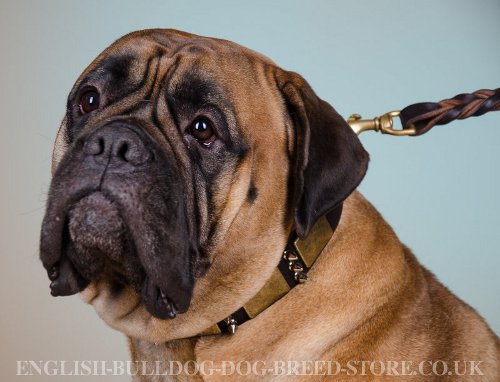 Bullmastiff Collars UK Decorated