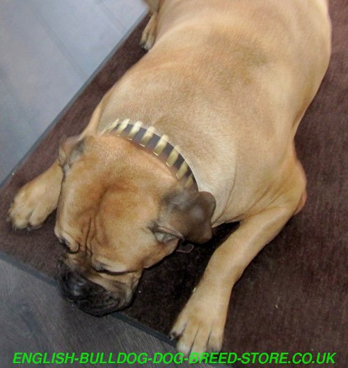 Leather Dog Collars for Bullmastiff