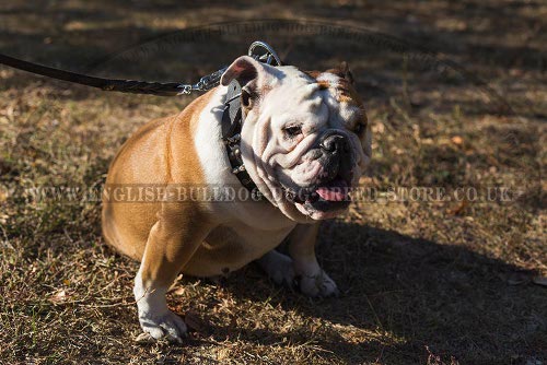 Leather Collar for English Bulldog UK