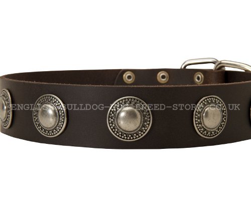 Dog Collar for Bullmastiff, Cool Design