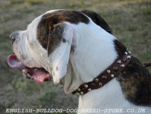 Leather Dog Collars for American Bulldog