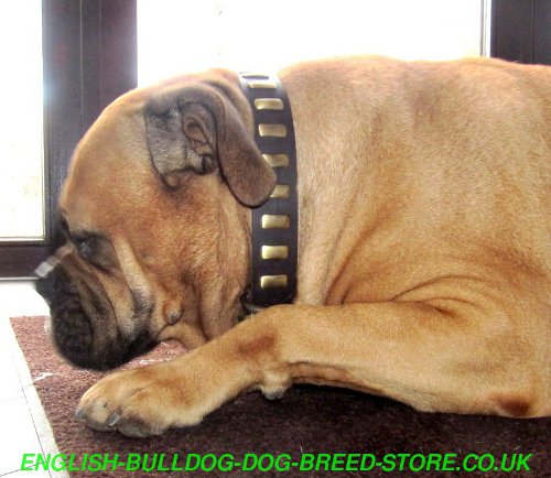 Leather Dog Collar for Bullmastiff