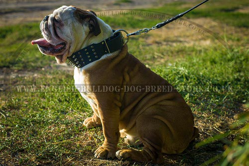 English Bulldog Collar Wide Leather