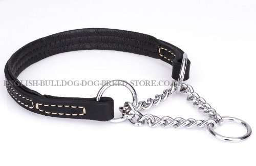 Martingale Collar English Bulldog