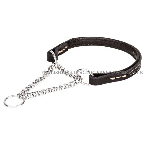 Martingale Collar English Bulldog