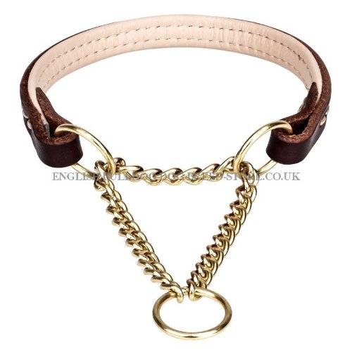 Martingale Collar English Bulldog