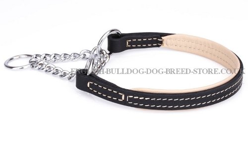 Martingale Collar English Bulldog