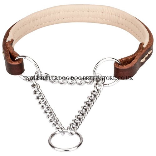 Martingale Collar English Bulldog