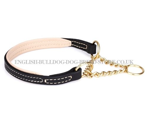 Martingale Collar English Bulldog