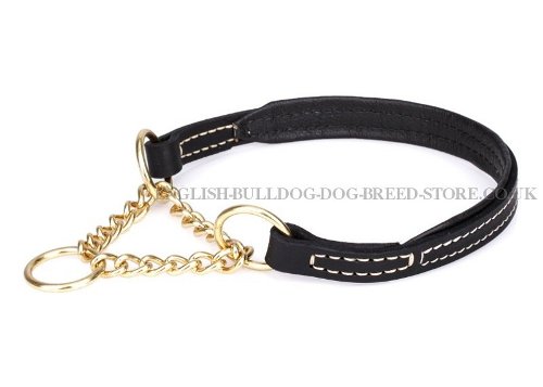 Martingale Collar English Bulldog